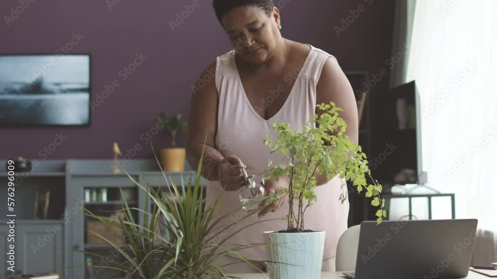Medium shot of adult Black woman in homewear spraying potted house plants in modern living room Medium shot of adult Black woman in homewear spraying potted house plants in modern living room