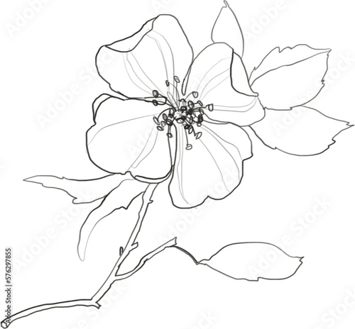 Botanical lineart jasmine flower illustration, floral graphic drawing