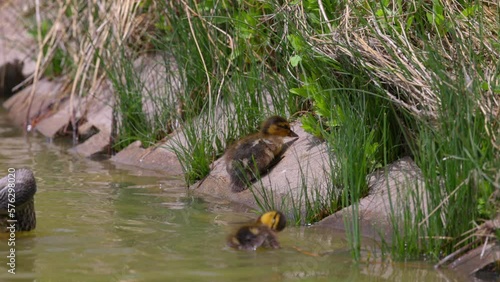 Slow Motion Shot Of Mallard Duckling Eating Plant And Swimming In Lake On Sunny Day - Arvada, Colorado photo