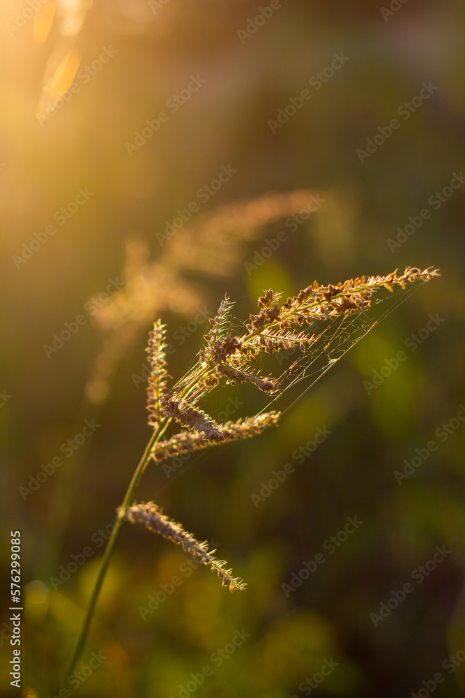 grass stalk with grains and cobwebs and hairs of green-brown color against the background of a blurred field of green-yellow color and the sky with circles of bokeh in the rays of the setting sun 