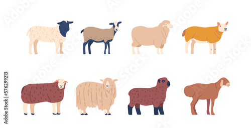 Set Of Sheep Breed With Different Wool And Fur Colors, Domestic Farm Animals Bred For Wool And Meat, Husbandry