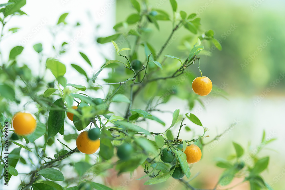 Fortunella margarita Kumquat (Citrus japonica) foliage and fruits on a kumquat tree. Many ripe kumquat fruits. Israel Fortunella margarita Kumquat (Citrus japonica) foliage and fruits on a kumquat tree. Many ripe kumquat fruits. Israel