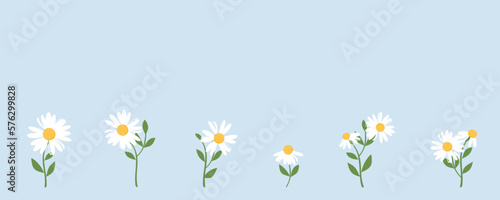Set of daisy flower with green leaves on blue background vector illustration.
