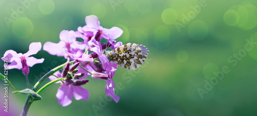 Butterfly flies over wild purple flowers in grass in rays of sunlight.