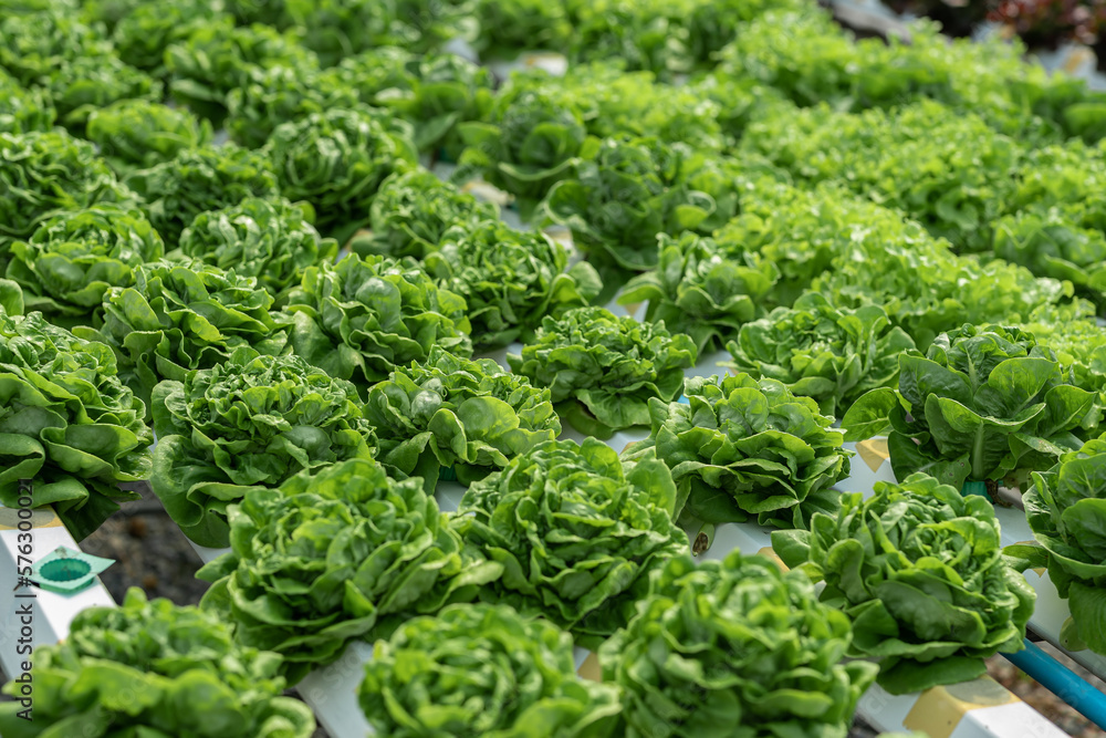 salad farm vegetables green oak lettuce. Close up fresh organic hydroponic vegetable plantation produce green salad hydroponic cultivation farm Green oak lettuce salad in green Organic plantation Farm salad farm vegetables green oak lettuce. Close up fresh organic hydroponic vegetable plantation produce green salad hydroponic cultivation farm Green oak lettuce salad in green Organic plantation Farm