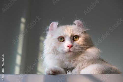 Fotografie A cream-colored American Curl cat is lying on the refrigerator and looking out of the house