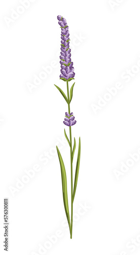 Lavender flower. Floral design for postcard  poster  ad  decor  fabric and other uses. Vector isolated illustration of fragrant French plant.
