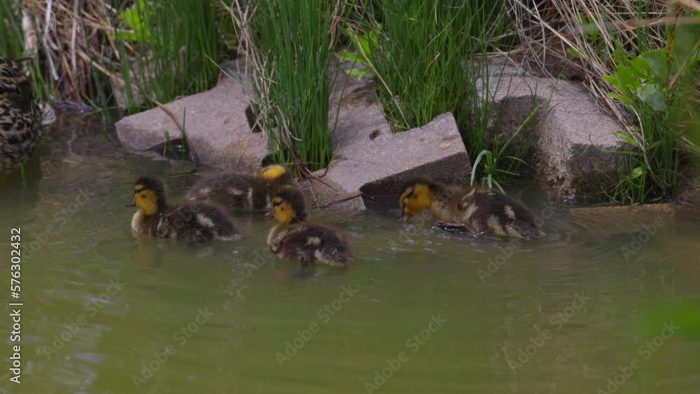 Slow Motion Shot Of Mallard Duck And Ducklings Preening In Lake By Plants - Arvada, Colorado Slow Motion Shot Of Mallard Duck And Ducklings Preening In Lake By Plants - Arvada, Colorado