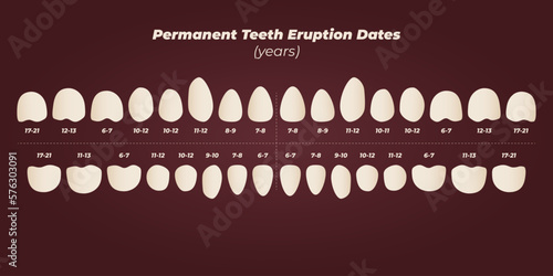 Medical dental diagram illustration. Orthodontist human tooth anatomy. Vector infographics with teeth diagrams.