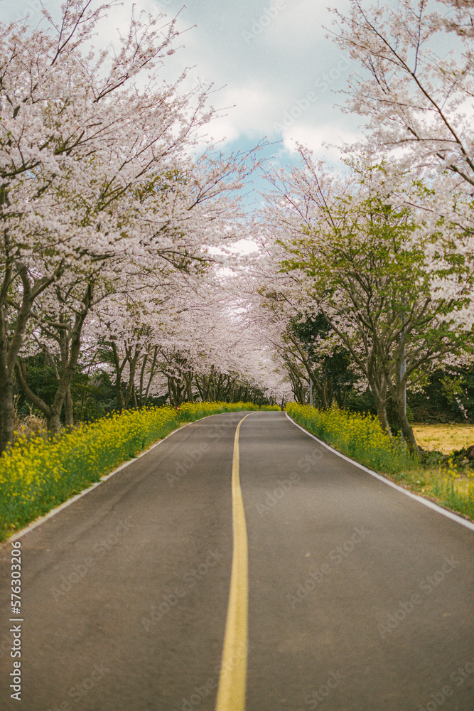 cherry blossom 