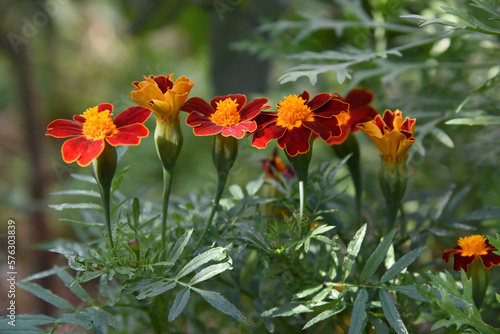 Beautiful marigold flowers on a background of green foliage in the garden 