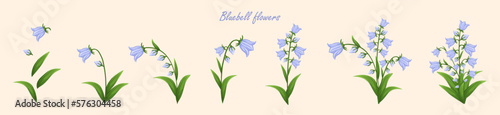 Bluebell flowers set. Floral plants with blue blooms. Botanical vector illustration isolated on white background.