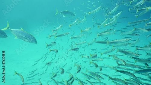 Group of Jack fish swim after shoal of Barracudas, Slow motion. Four Yellowspotted Trevally fish (Carangoides fulvoguttatus) swimming chasing school of Yellow-tailed Barracuda (Sphyraena flavicauda) photo
