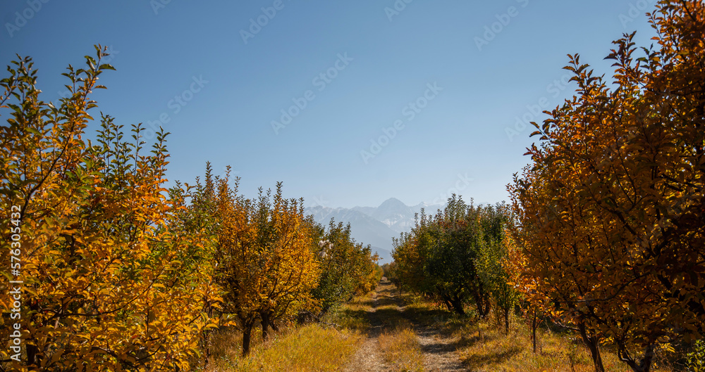 Picturesque and paint colors of autumn foliage in the wild. Trees with green, yellow and red foliage.