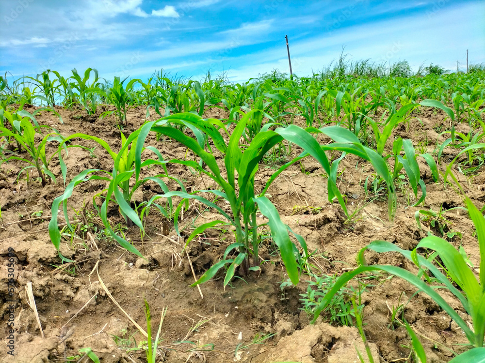 Fresh green sprouts of maize in spring on the field, soft focus. Growing young green corn seedling sprouts in cultivated agricultural farm field. Blue sky background.
Fresh green sprouts of maize in spring on the field, soft focus. Growing young green corn seedling sprouts in cultivated agricultural farm field. Blue sky background.