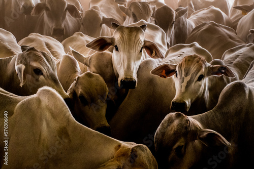 Bull
