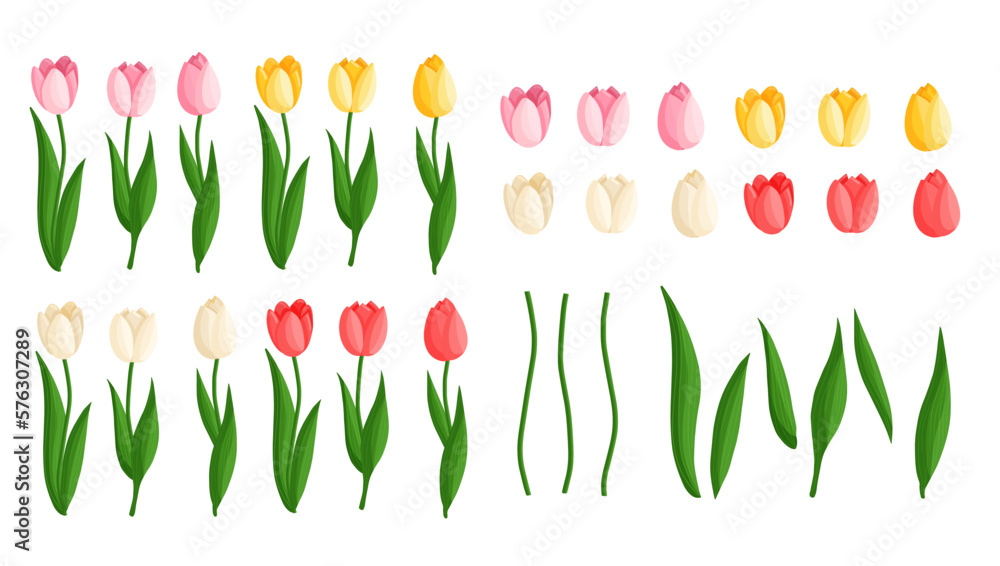 Fototapeta premium Tulips flowers set. Floral plants with bright petals. Botanical vector illustration on isolated background. Spring flowers for women's day, mother's day, easter and other holidays.