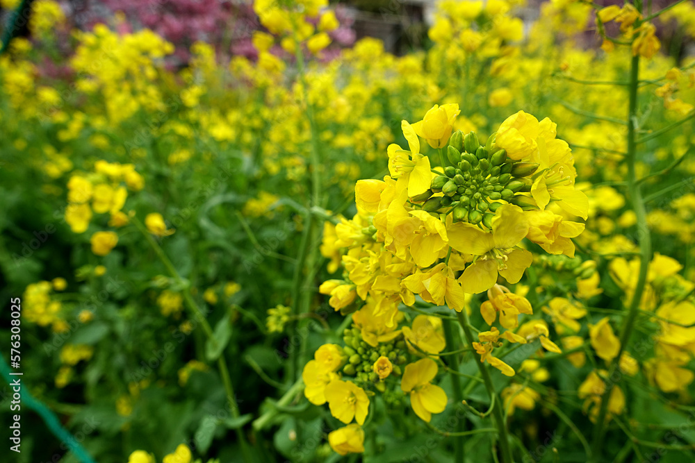 黄色い可憐な菜の花