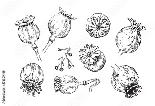Set of flowers poppy seed head line sketch. Vector illustrations .