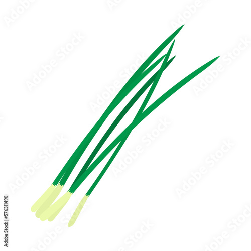 ニラ。フラットなベクターイラスト。
Garlic chive. Flat designed vector illustration.