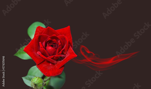 Rosa con aroma