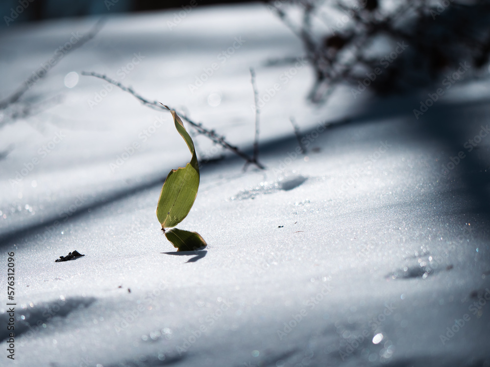 雪原にある一枚の笹の葉 雪原にある一枚の笹の葉