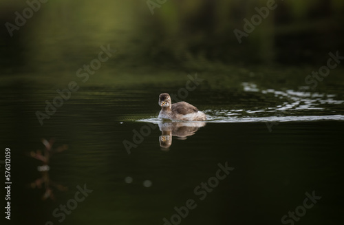 a swimming grebe in the pond