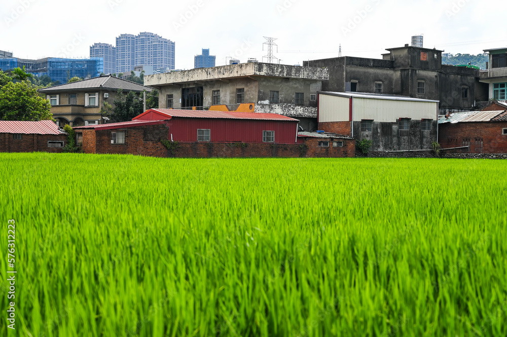 grass Weeds field grass Weeds field