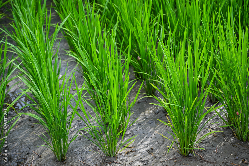 Obraz premium grass Weeds field