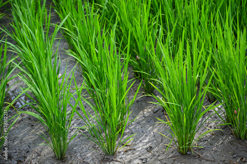 grass Weeds field