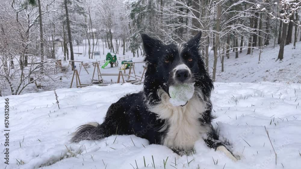 An expressive border collie puppy dog looks at the camera moving his head, holding his ball in his mouth, as snow falls in the woods. An expressive border collie puppy dog looks at the camera moving his head, holding his ball in his mouth, as snow falls in the woods.