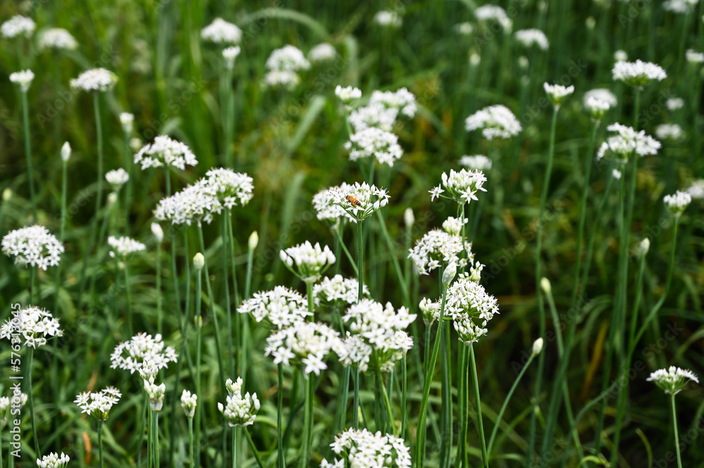 Chinese Chive flower field. Chinese Chive flower field.
