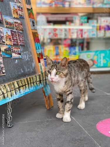 Photography cat in the street