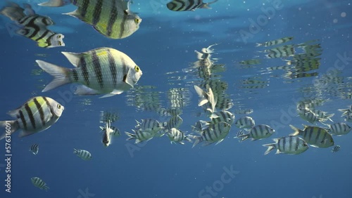 Slow motion, Shoal of Sergeant fish swim under surface and eats. School of Indo-Pacific sergeant (Abudefduf vaigiensis) feeding under surface of blue water in sun rays and reflected from surface photo