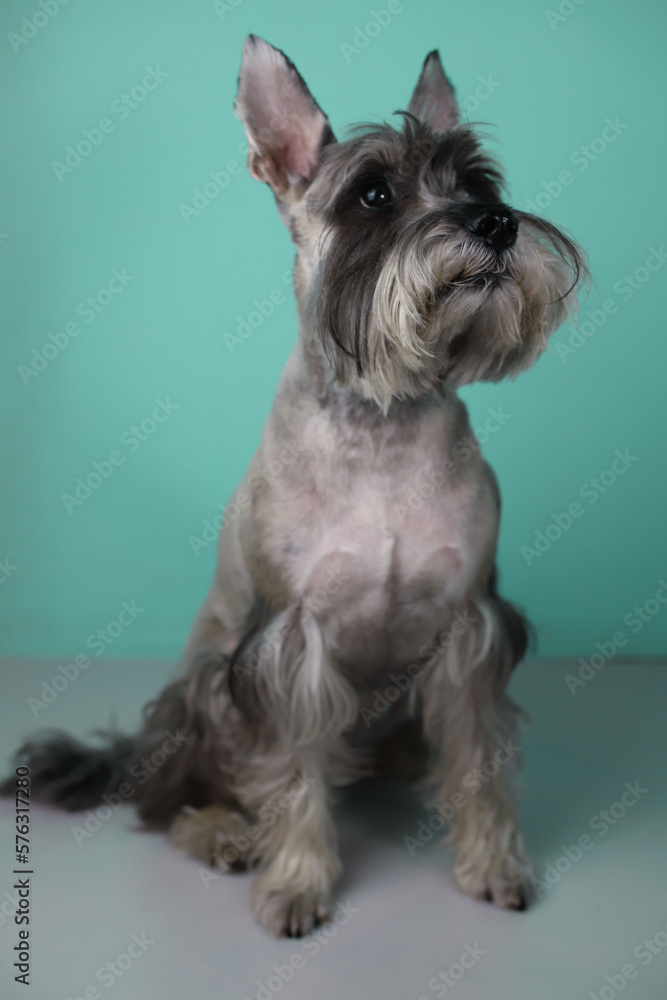 cool gray schnauzer in a medical protective mask against diseases on a light green background. for advertising, pet stores, banners, flyers, postcards, covers