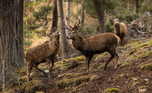 Red deer stags