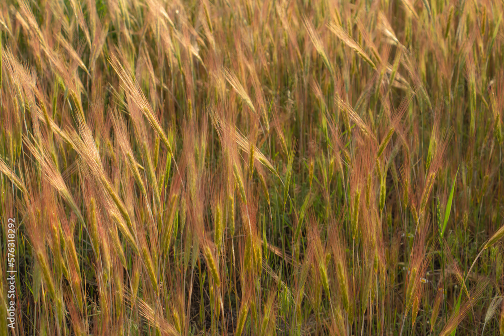 Fototapeta premium Wheat ears in sunlight, sunset on the field