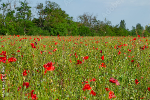 poppy field  floral bright landscape in sunlight
