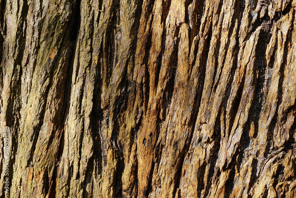 close up of pine tree bark. rough wood textured background. tree trunk natural backdrop close up of pine tree bark. rough wood textured background. tree trunk natural backdrop
