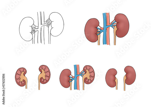 different kidney educational illustration (ID: 576321816)