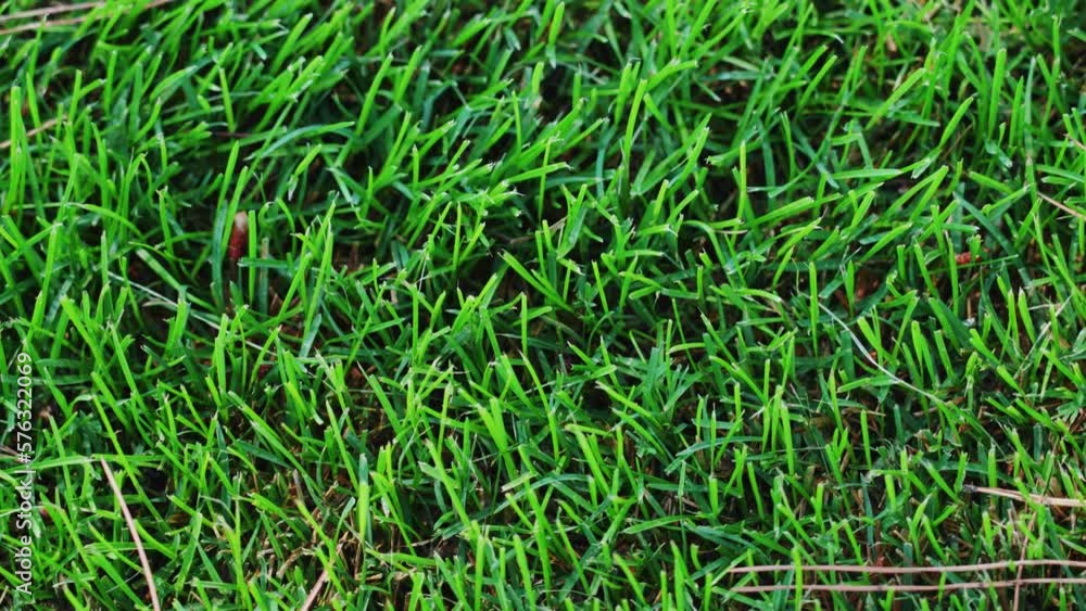Green grass grows on the lawn Green grass grows on the lawn