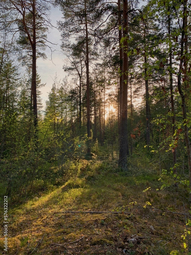 forest in the morning
