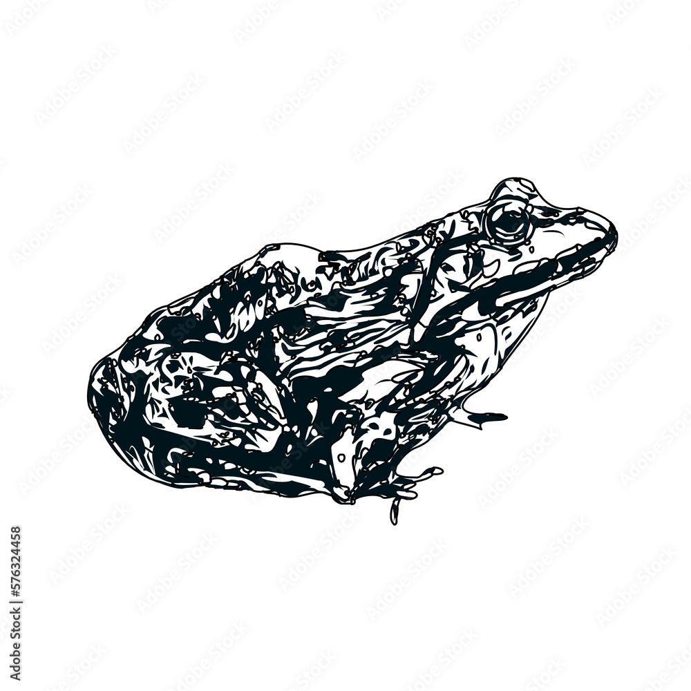 Obraz premium black and white sketch of a frog with transparent background