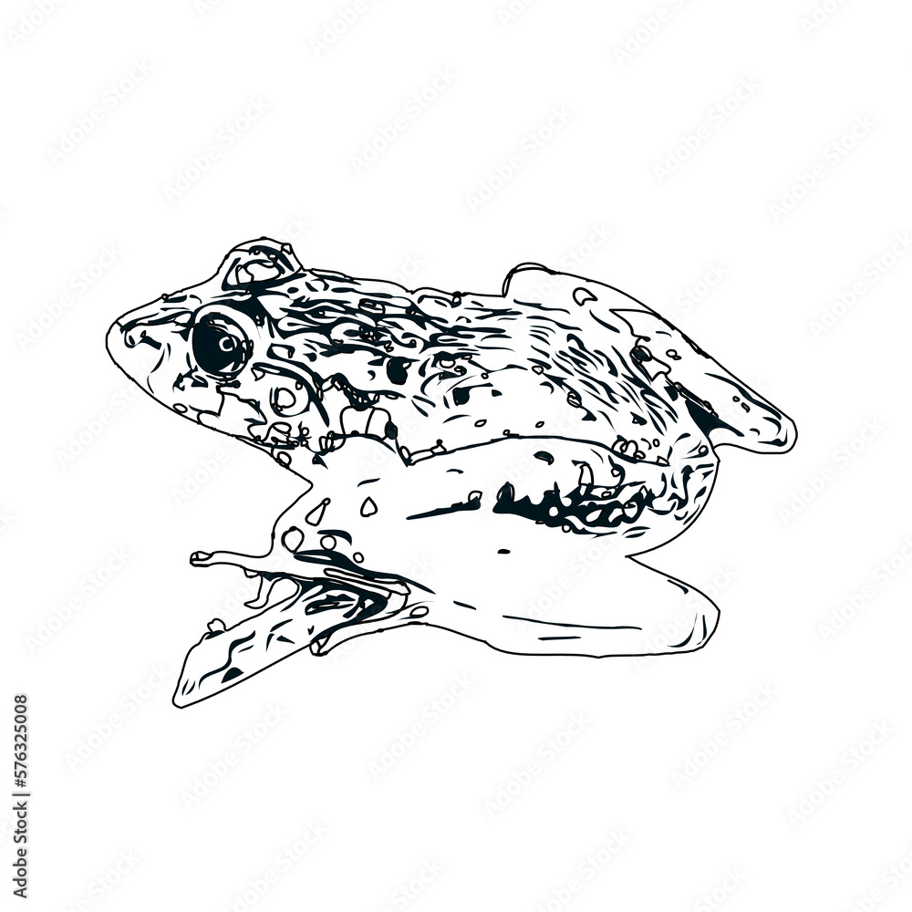 Naklejka premium black and white sketch of a frog with transparent background