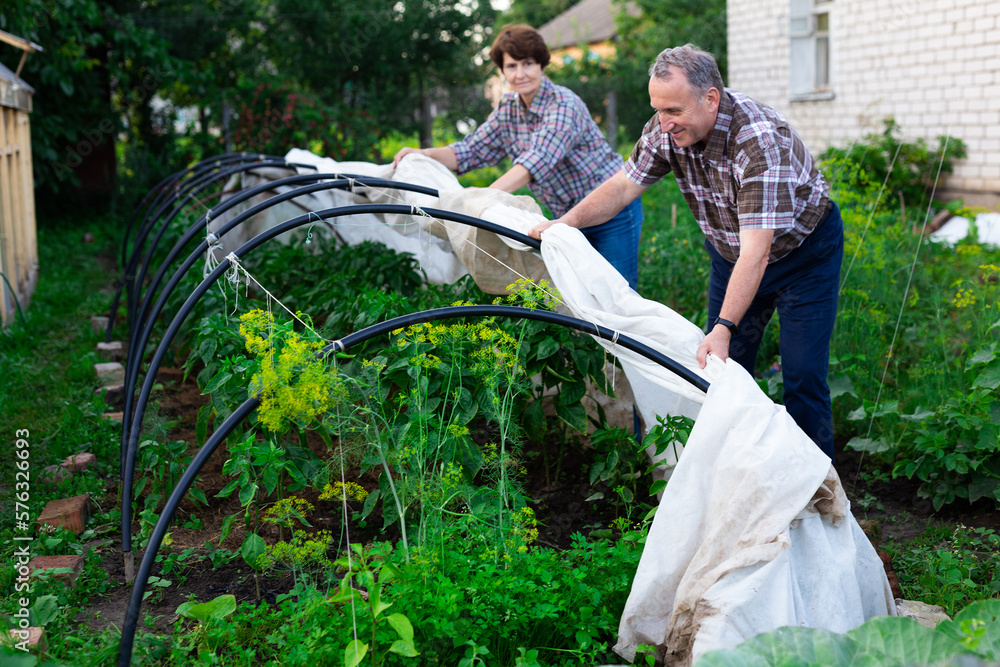 mature couple shelters plants from the cold at a garden plot mature couple shelters plants from the cold at a garden plot