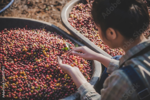 Coffee beans fermentation and washing, wet and dry coffee processing