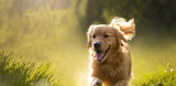 Portrait of Golden Retriever dog runing outdoors in a garden or filed on a sunny summer day. Generative AI.