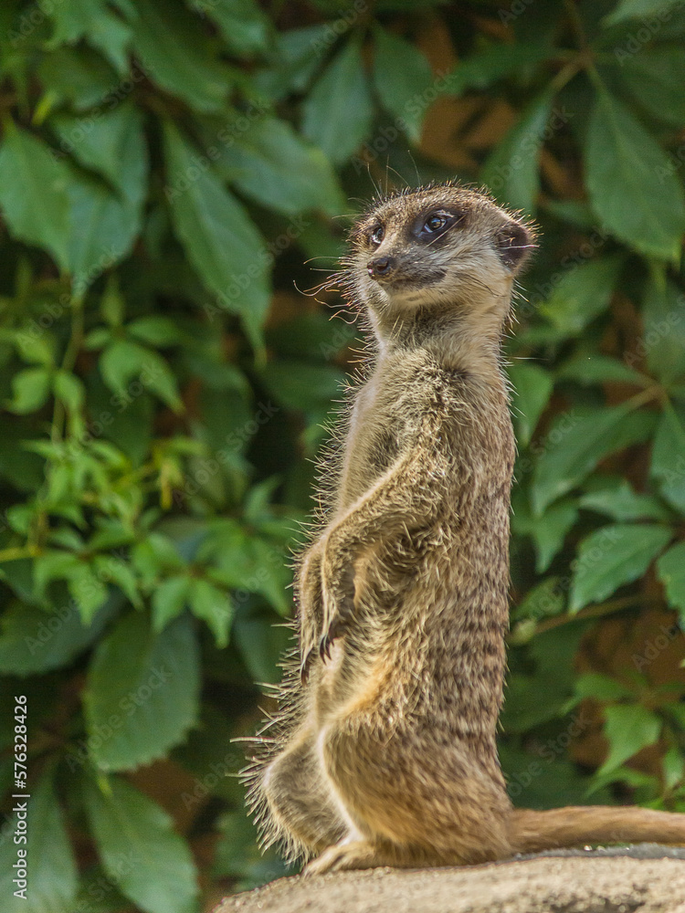Fototapeta premium The meerkat stands with a pillar and turns its head in different directions. Can be used as a direction indicator. The meerkat (Suricata suricatta) lives in the savanna, grassland and desert.