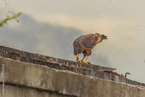 A small predatory hawk sits on an old wall and gnaws at prey . The roadside hawk (Rupornis magnirostris) is a small bird of prey found in the Americas. Dwells in forests, savanna and shrubland. photo