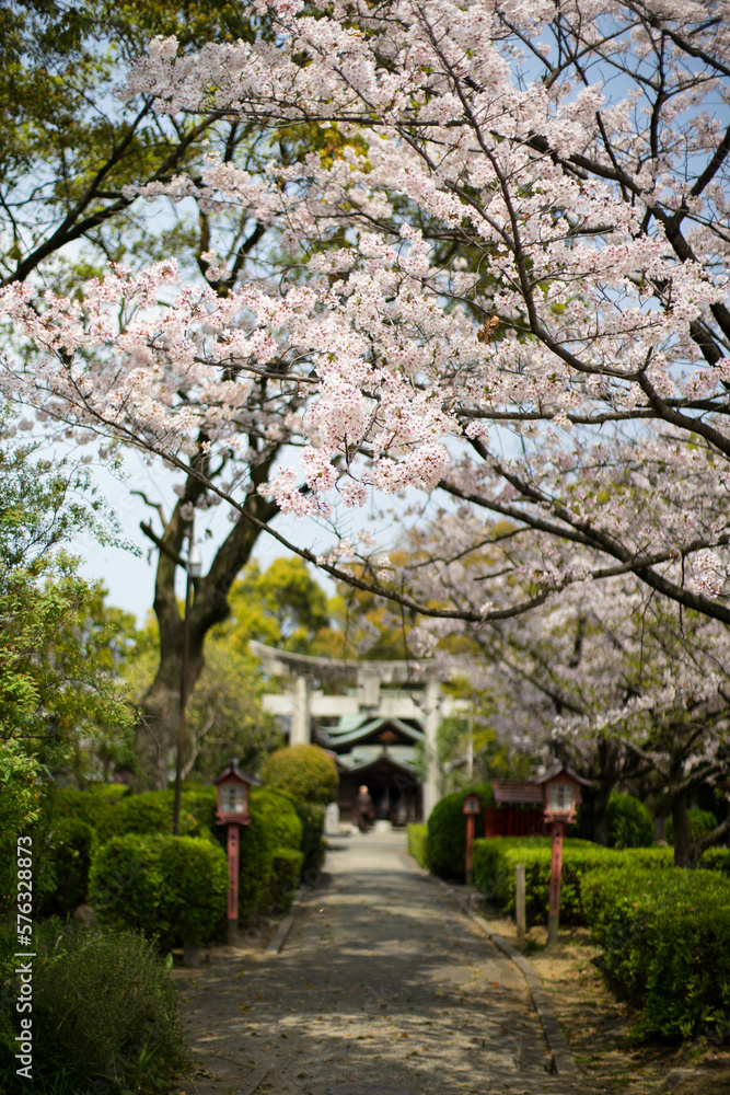 名島弁財天の桜 名島弁財天の桜
